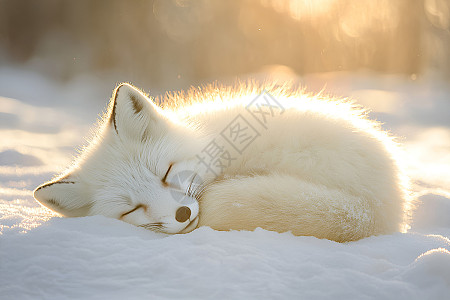 白狐 雪中独眠的白狐高清图片下载-正版图片601628988-摄图网