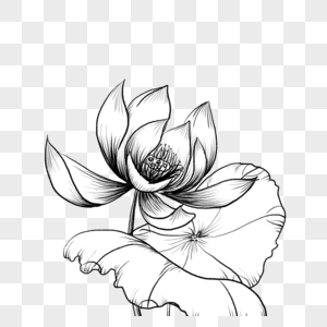 荷花素描图片_荷花素描素材_荷花素描高清图片_摄图网图片下载