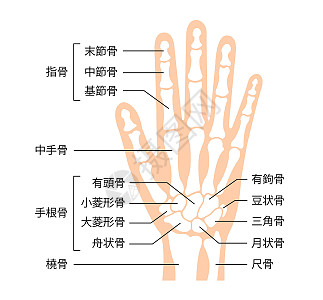 大拇指腱鞘炎示意图插画图片下载-正版图片401789353-摄图网