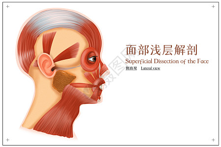 人体面部图片_人体面部素材_人体面部高清图片_摄图网图片下载