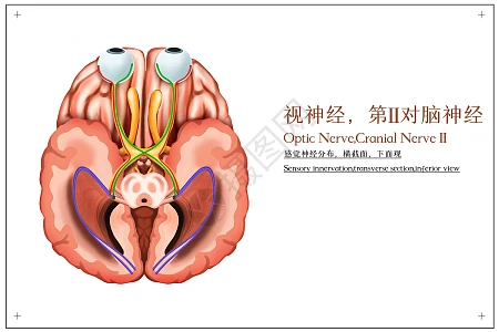 人体横截面图片_人体横截面素材_人体横截面高清图片_摄图网图片下载