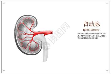 器官肾肿瘤解剖图医学分析插画插画图片下载-正版图片402717159-摄图网