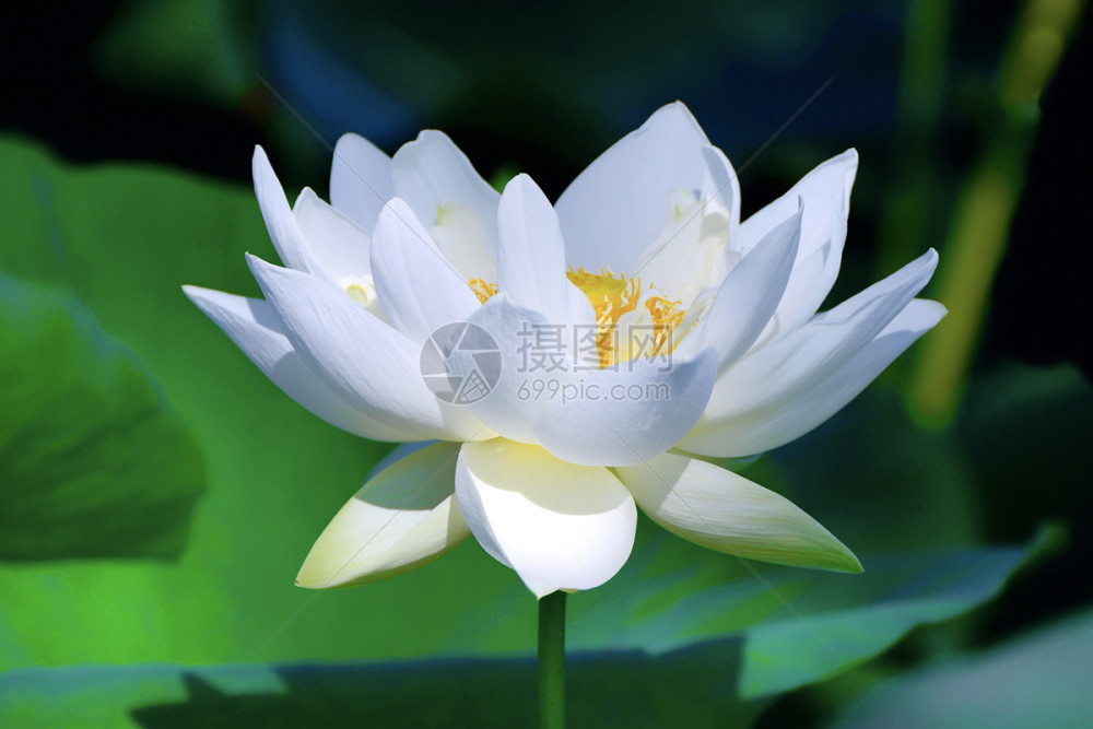 白荷花荷塘高清图片下载-正版图片500167211-摄图网