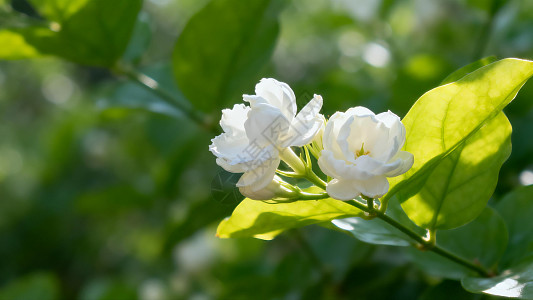 茉莉花图片_茉莉花素材_茉莉花高清图片_摄图网图片下载