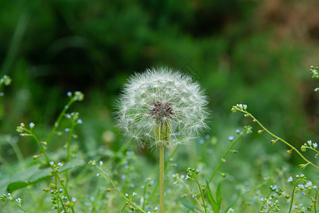 花核图片_花核素材_花核高清图片_摄图网图片下载