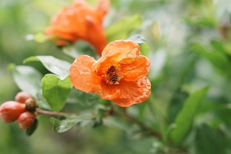 橙花图片_橙花素材_橙花高清图片_摄图网图片下载