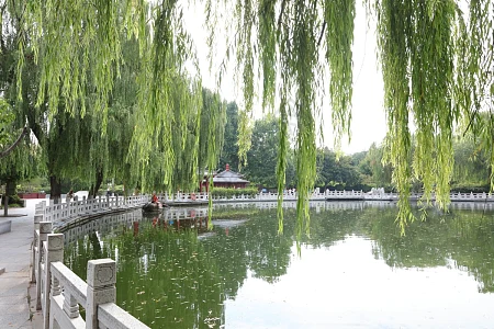 柳树根茎图片_柳树根茎素材_柳树根茎高清图片_摄图网图片下载