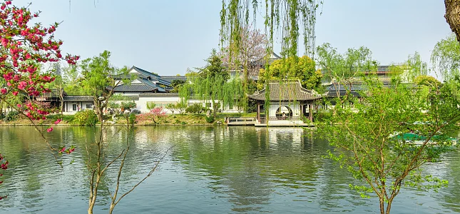 柳树根茎图片_柳树根茎素材_柳树根茎高清图片_摄图网图片下载