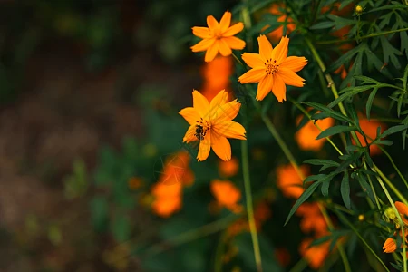 橙花图片_橙花素材_橙花高清图片_摄图网图片下载